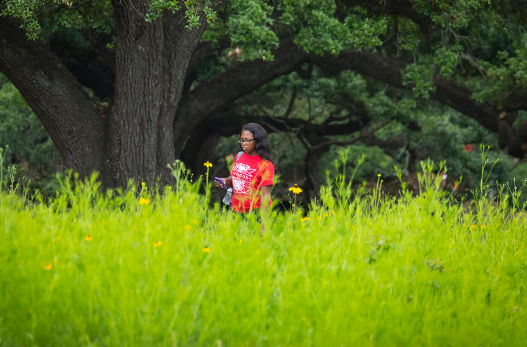 A student walking by the University of Louisiana at 69传媒's sustainable wildflower prairie in the middle of campus