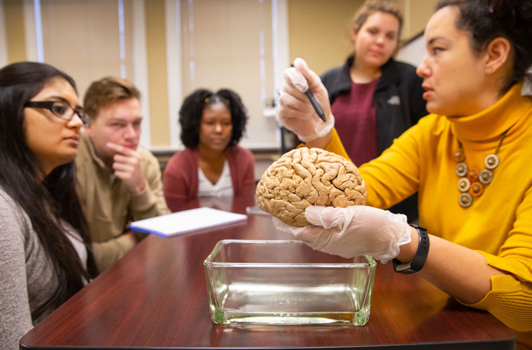 Research undergraduates at the University of Louisiana at 69传媒 studying neurobiology